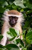 01 Vervet Monkey